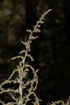 Common wormwood 